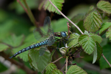 Blue dragonfly on a green leaf