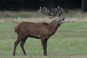 Bellowing Red Deer Stag