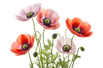 Fototapeta premium Poppy anemone flowers white background, AI Generated