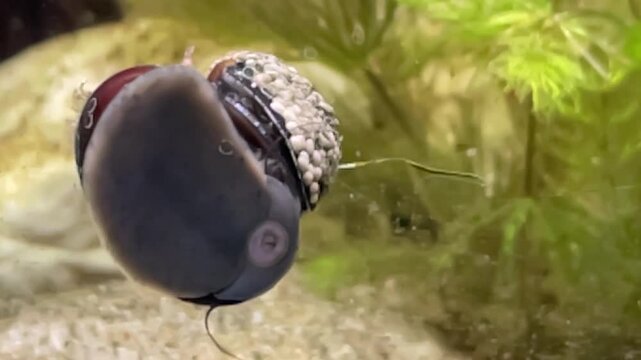 Eine Stahlhelmschnecke, eine Rennschnecke, Huckepack mit einer weiteren an einer Aquariumscheibe.