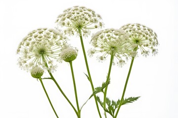 Queen annes lace flowers white background, Ai Generated