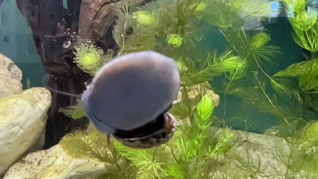 Eine Stahlhelmschnecke, eine Rennschnecke, Huckepack mit einer weiteren an einer Aquariumscheibe.