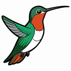 Broad-tailed Hummingbird Art vector illustration