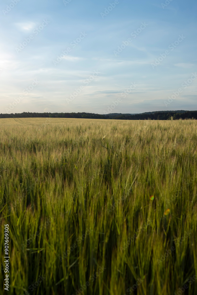 Wall mural long wheat sprouts during the summer sunset