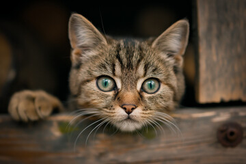 Evil kitten
