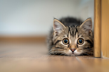 Kitten isolated