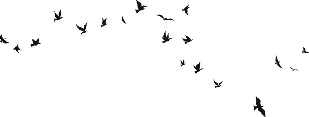 Flying birds silhouette set clipart isolated on white background
