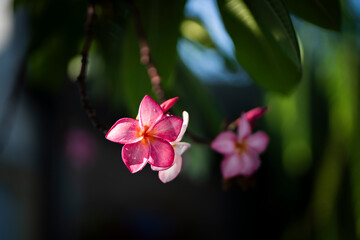 Pink plumeria flowers