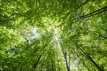 Gazing Upward Through a Lush Green Tree Canopy Illuminated by Warm Sunlight Filtering Through