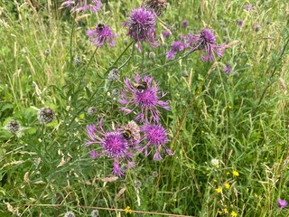 Close up of Bees on flowers in meadow