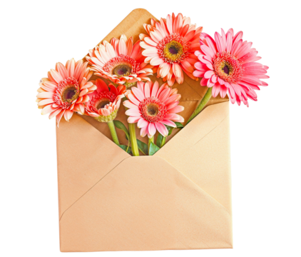 Blooming Delivery: A kraft envelope overflows with vibrant pink gerbera daisies, conveying heartfelt emotions and spring's cheerful arrival. 