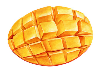 Mango sliced. Cut mango watercolor. Fruit isolated, botanical watercolor illustration clipart. Summer fruits