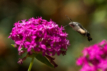 bumblebee on a flower