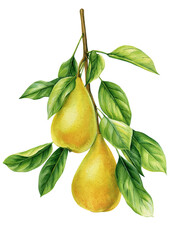 Pear fruit on branch with green leaves isolated, botanical watercolor illustration, fall clipart, yellow pears poster