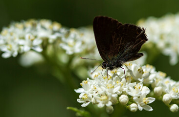 butterfly on flower