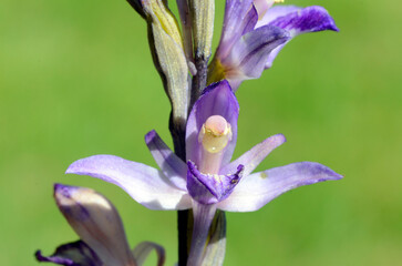Violet flowers of the wild violet limodore orchid (Limodorum abortivum)