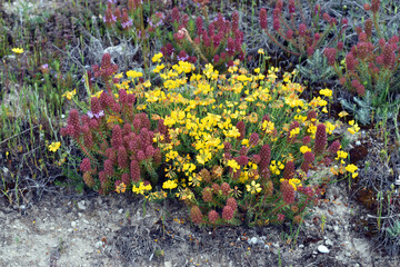 Lotus corniculatus (yellow) and Coris monspeliensis (reddish) on a loamy soil