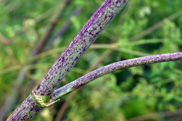Detail of the stem of the hemlock (Conium maculatum).