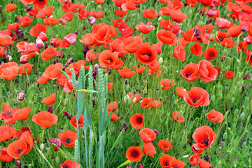 Obraz premium Green ears of wheat among poppies (Papaver rhoeas)