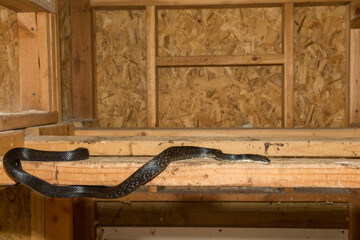 Black Rat Snake in a Chicken Coop © ondreicka