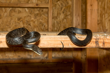 Black Rat Snake in a Chicken Coop