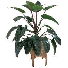 Isolated image of a tree in a rattan pot on a white background. It is a small tree used for interior decoration with colorful leaves to provide freshness and oxygen in homes, buildings and offices.