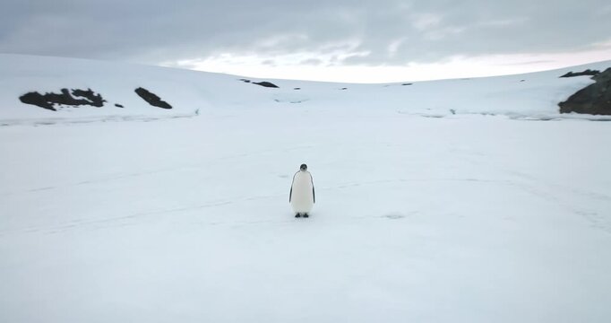 Explore Antarctic wildlife sea bird. Emperor penguin stand snow hill in Antarctica coast. Winter travel and exploration. Discover beauty of South Pole wild species behavior. Slow motion panorama