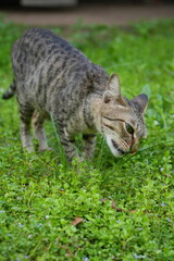 cat