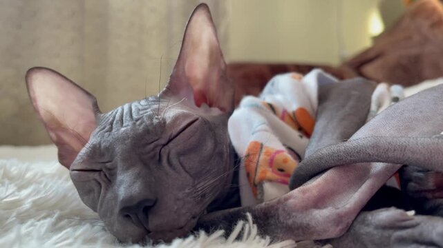 Black sphinx cat chilling and sleeping on sofa in cosy interior