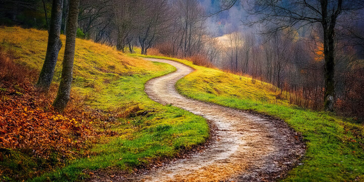 A New Path Unfolding: A winding dirt path stretches into the distance, leading to an inviting clearing in the woods