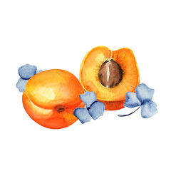 Watercolor hand-drawn apricots with flowers. Botanical illustration with fruits. 