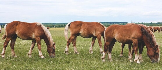 A heavy draft horse, horses with foals grazing in a meadow. A beautiful animal in the field in summer. A herd of horses in nature. Banner.