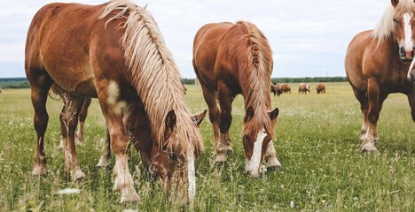 Obraz premium A heavy draft horse, horses with foals grazing in a meadow. A beautiful animal in the field in summer. A herd of horses in nature. Banner.