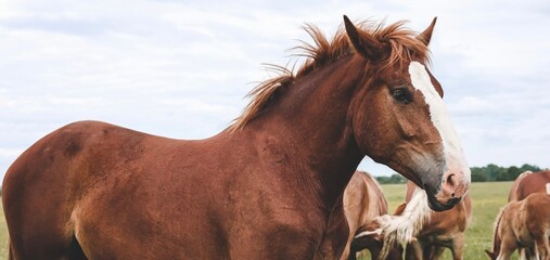 A heavy draft horse, horses with foals grazing in a meadow. A beautiful animal in the field in...