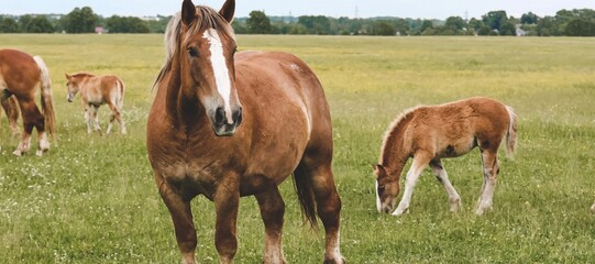 Fototapeta premium A heavy draft horse, horses with foals grazing in a meadow. A beautiful animal in the field in summer. A herd of horses in nature. Banner. 