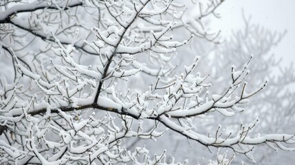 Close up photo of bare tree branches covered in white snow on a frosty winter day