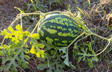 Watermelon grows on the ground in the garden