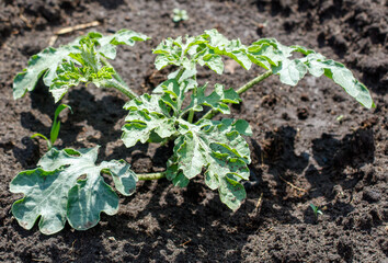 Watermelon plants in the ground in the garden