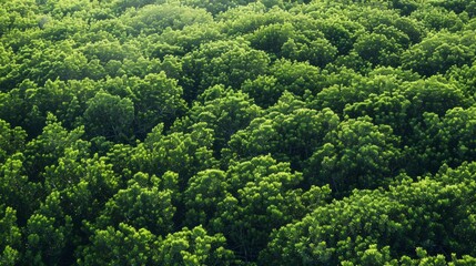 Panoramic top view of green mangrove tree forest nature background. 