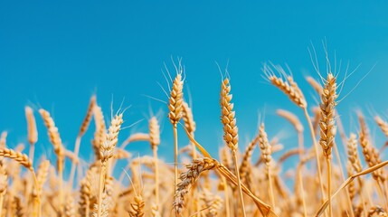 Fototapeta premium Golden wheat field under clear blue sky at sunrise. Banner with copy space