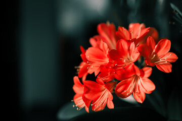 red and yellow flower and dark background