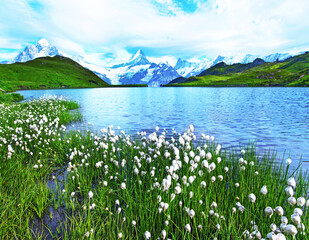 Amazing view of flowers eriophorum sheuchzeri near the lake. Swiss Alps, Wetterhorn, Schreckhorn,...