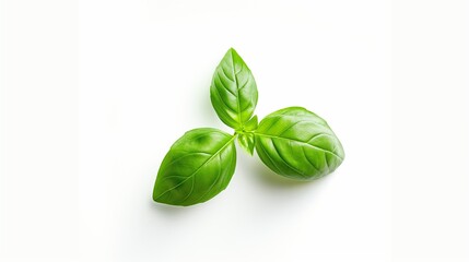Obraz premium basil leaves isolated on white
