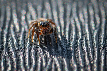 National Save a Spider Day. Macro Shot of Jumping Spider in the Car