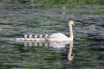Mute swan chicks following their parents across the lake