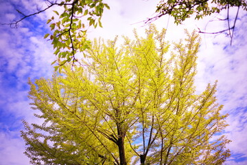 青空に映えるイチョウの葉