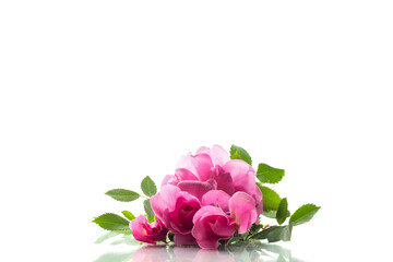 Beautiful pink rose on a white background