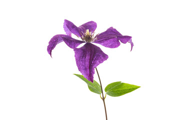 branch of blooming purple clematis, isolated on white background