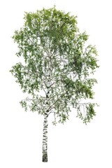 Fototapeta premium Birch tree sycamore plant oak.