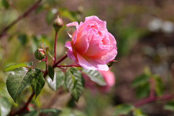 Beautiful pink white yellow roses and rose buds under midday sun in rose garden, close-up,...